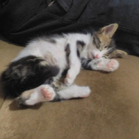 Tekir Kedi, Kedi  Zeus fotoğrafı