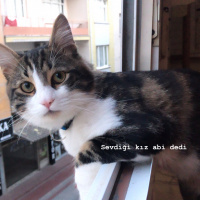 Tekir Kedi, Kedi  Zeus fotoğrafı