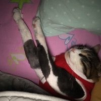 Tekir Kedi, Kedi  Zeus fotoğrafı