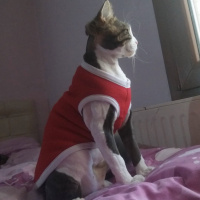 Tekir Kedi, Kedi  Zeus fotoğrafı