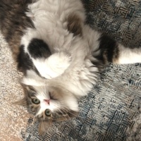 Tekir Kedi, Kedi  Zeus fotoğrafı