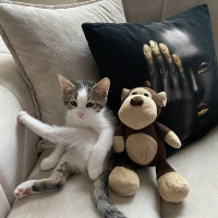 Tekir Kedi, Kedi Mila fotoğrafı