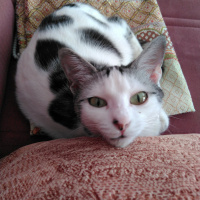 Tekir Kedi, Kedi Filiz fotoğrafı