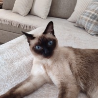 Siyam Kedisi, Kedi Leon fotoğrafı