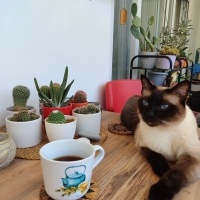 Siyam Kedisi, Kedi Leon fotoğrafı