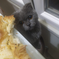 Scottish Fold, Kedi Çıtçıt fotoğrafı