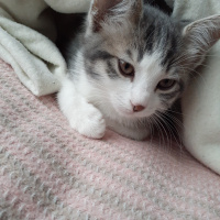 Tekir Kedi, Kedi Misha fotoğrafı