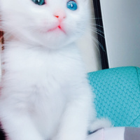 Ankara Kedisi, Kedi Diyar fotoğrafı