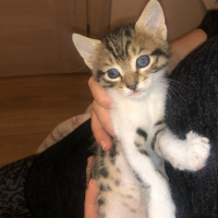 Tekir Kedi, Kedi İsimsiz fotoğrafı