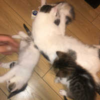 Tekir Kedi, Kedi İsimsiz fotoğrafı