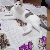 Tekir Kedi, Kedi VERA fotoğrafı