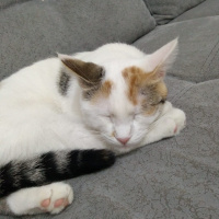 Tekir Kedi, Kedi VERA fotoğrafı