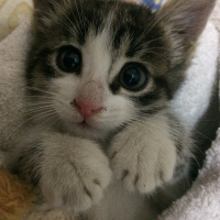 Tekir Kedi, Kedi Badem fotoğrafı