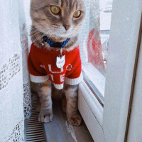 Tekir Kedi, Kedi Frodo fotoğrafı