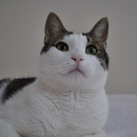 Tekir Kedi, Kedi Gofret fotoğrafı