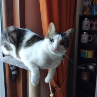 Tekir Kedi, Kedi Gofret fotoğrafı