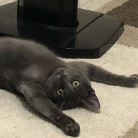 Mavi Rus, Kedi Baron fotoğrafı