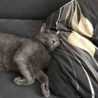 Mavi Rus, Kedi Baron fotoğrafı