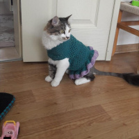 Tekir Kedi, Kedi  Venüs fotoğrafı