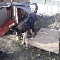 Tekir Kedi, Kedi  Venüs fotoğrafı