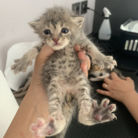 Tekir Kedi, Kedi İsimsiz fotoğrafı