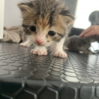 Tekir Kedi, Kedi İsimsiz fotoğrafı