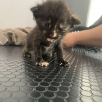 Tekir Kedi, Kedi İsimsiz fotoğrafı