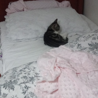 Tekir Kedi, Kedi Badem fotoğrafı