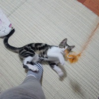 Tekir Kedi, Kedi Badem fotoğrafı