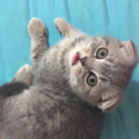 Scottish Fold, Kedi Dudu fotoğrafı