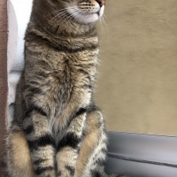 Tekir Kedi, Kedi Fikret fotoğrafı