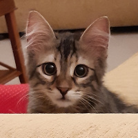 Tekir Kedi, Kedi Missy fotoğrafı