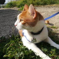 Tekir Kedi, Kedi Cash fotoğrafı