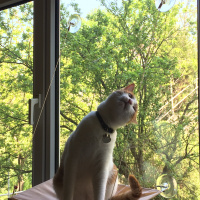 Tekir Kedi, Kedi Cash fotoğrafı