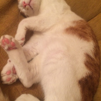 Tekir Kedi, Kedi Cash fotoğrafı