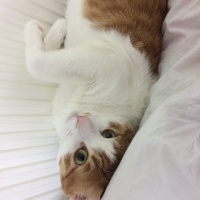 Tekir Kedi, Kedi Cash fotoğrafı