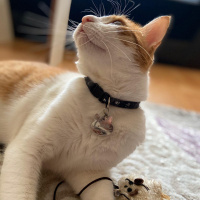 Tekir Kedi, Kedi Cash fotoğrafı