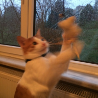 Tekir Kedi, Kedi Cash fotoğrafı