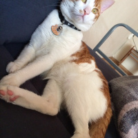 Tekir Kedi, Kedi Cash fotoğrafı