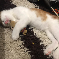 Tekir Kedi, Kedi Cash fotoğrafı