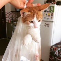 Tekir Kedi, Kedi Cash fotoğrafı