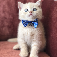 British Shorthair, Kedi Alfa fotoğrafı