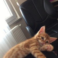 Tekir Kedi, Kedi gazoz fotoğrafı