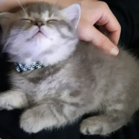 British Shorthair, Kedi Bella fotoğrafı