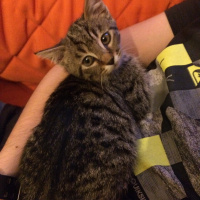 Tekir Kedi, Kedi Narin fotoğrafı