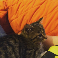 Tekir Kedi, Kedi Narin fotoğrafı