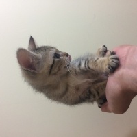 Tekir Kedi, Kedi Küçük lokumum fotoğrafı