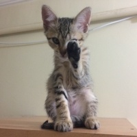 Tekir Kedi, Kedi Küçük lokumum fotoğrafı