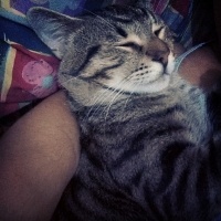 Tekir Kedi, Kedi chucky fotoğrafı