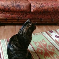 Tekir Kedi, Kedi chucky fotoğrafı